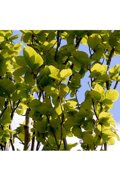 Бук лісовий Dawyck Gold характеристика